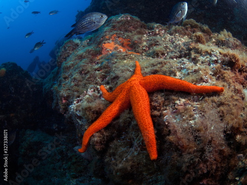 Natural underwater scene with a red starfish on the frontward.