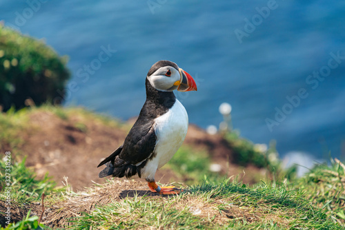 Atlantic puffin walking on grass on Lunga Island, Treshnish Isles, Outer Hebrides, Scotland