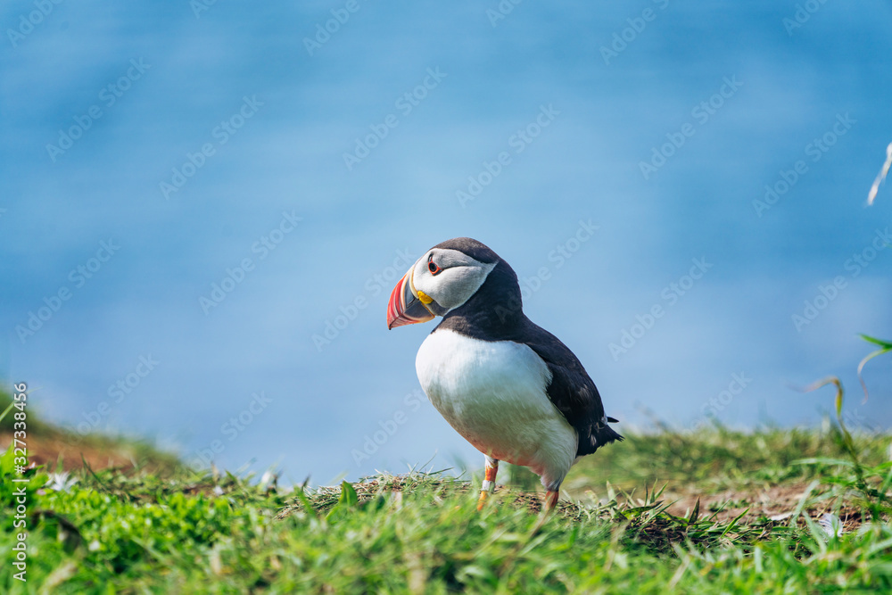 Atlantic puffin walking on grass on Lunga Island, Treshnish Isles, Outer Hebrides, Scotland Atlantic puffin walking on grass on Lunga Island, Treshnish Isles, Outer Hebrides, Scotland