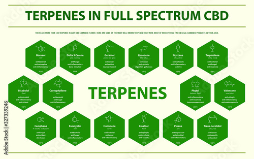 Terpenes in Full Spectrum CBD with Structural Formulas horizontal infographic illustration about cannabis as herbal alternative medicine and chemical therapy, healthcare and medical science vector.