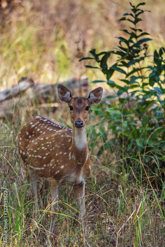 Chital or Spotted Deer standing alert in Satpura Tiger Reserve  Madhya Pradesh  India