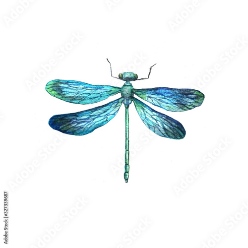 watercolor hand-drawn dragonfly insect belonging to the order Odonata, infraorder Anisoptera