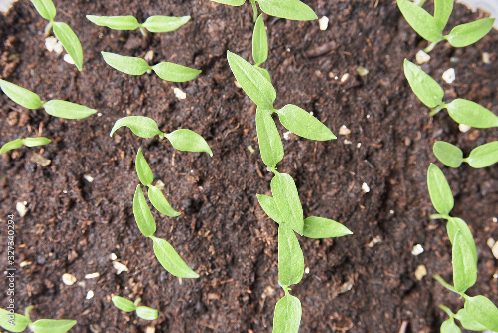 homemade seedlings. young seedlings of pepper. homemade seedlings. young seedlings of pepper.