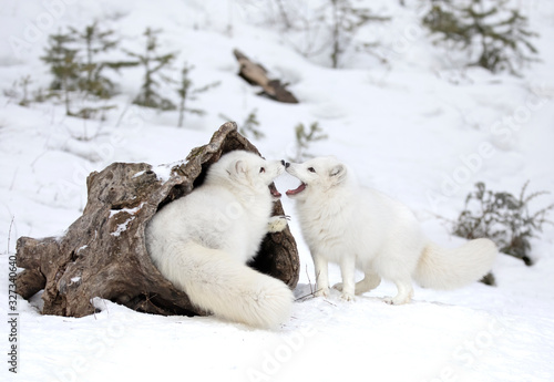 Two Arctic fox (Vulpes lagopus) playing with each other in the winter snow