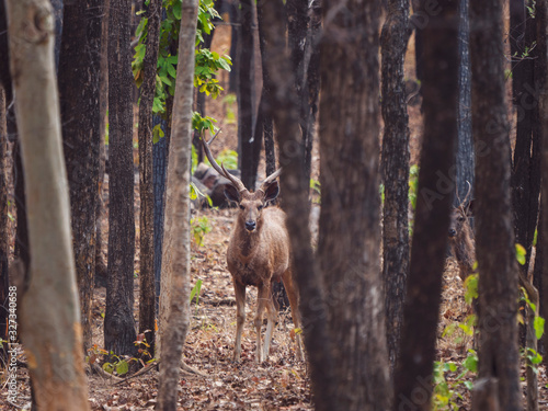 Male Sambar Deer peers through the trees in Pench National Park, Madhya Pradesh, India © Revati