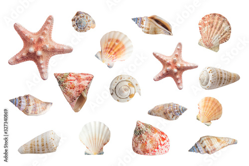 Bright seashells set. Clip art on white background