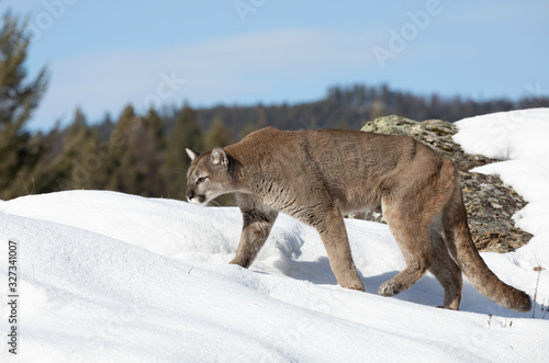 Cougar or Mountain lion (Puma concolor) on the prowl on top of rocky mountain in the winter snow in the U.S.