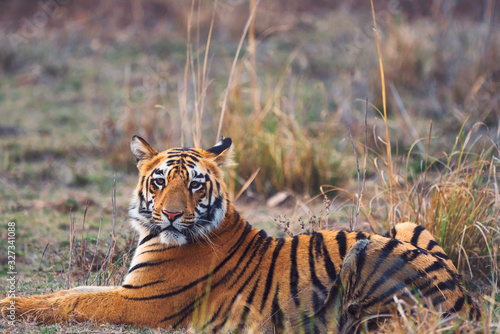 Surya, Male Subadult Tiger Cub of Maya sitting in the grass looking at the camera in Tadoba Tiger Reserve photo