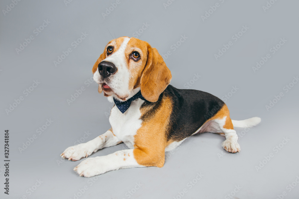 Cute and funny brown beagle dog posing for the camera in a studio
