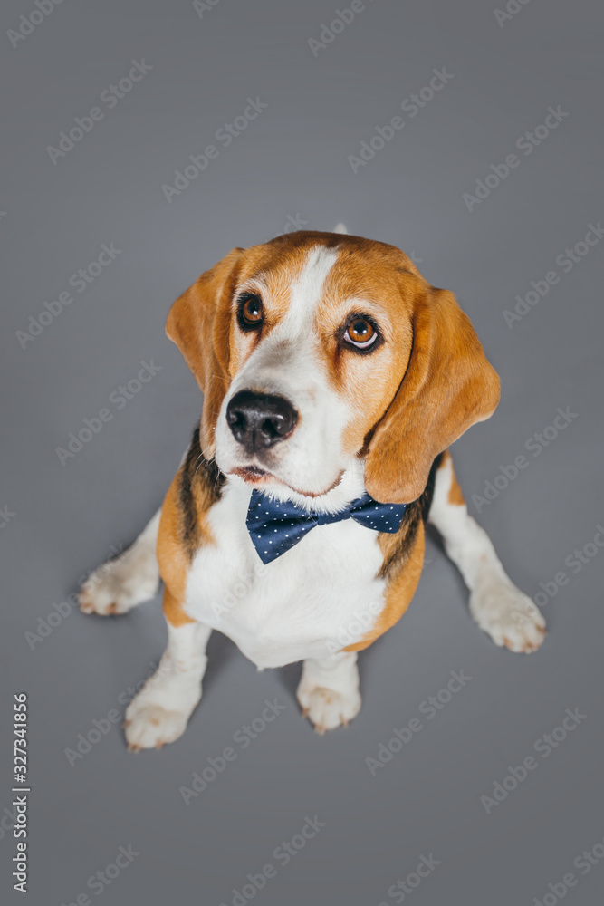 Cute and funny brown beagle dog posing for the camera in a studio