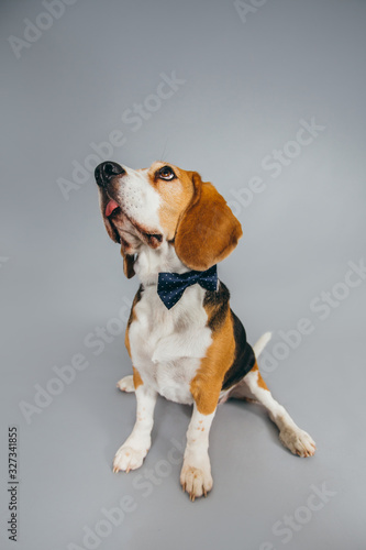 Cute and funny brown beagle dog posing for the camera in a studio