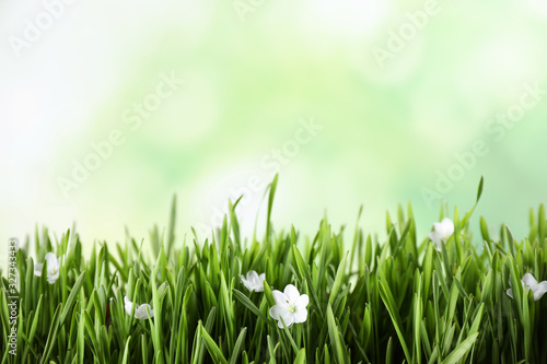 Fresh green grass and white flowers on blurred background, space for text. Spring season