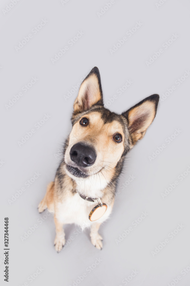 Cute and funny adopted dog posing for the camera in a studio Cute and funny adopted dog posing for the camera in a studio