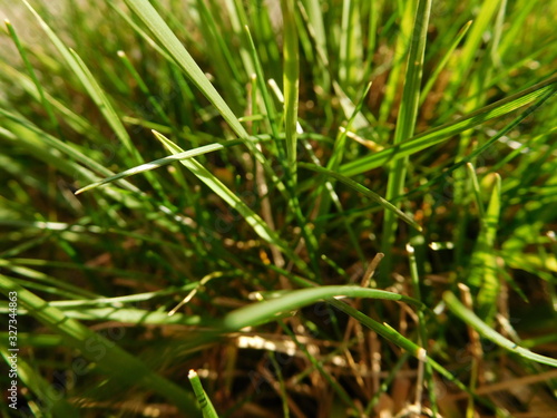 Green blades of grass close-up, green background