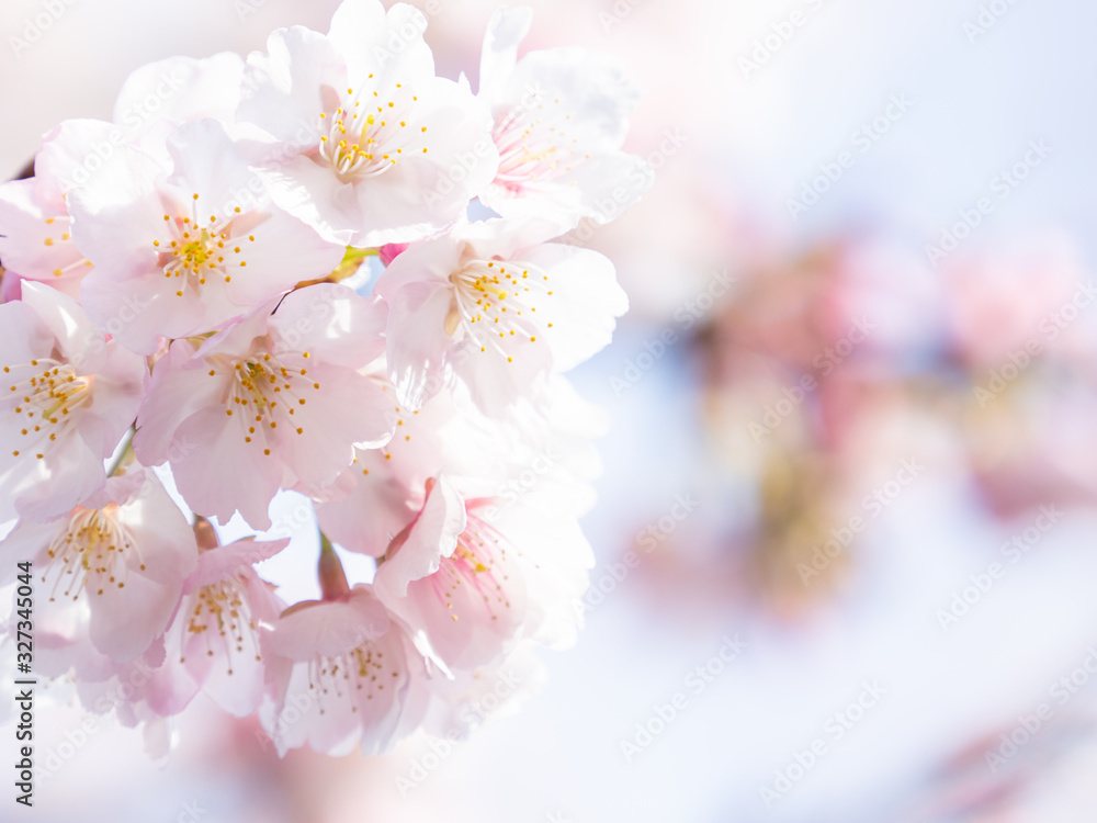 桜のある日本の風景　安行桜