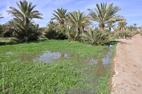 Irrigation par submersion au Maroc