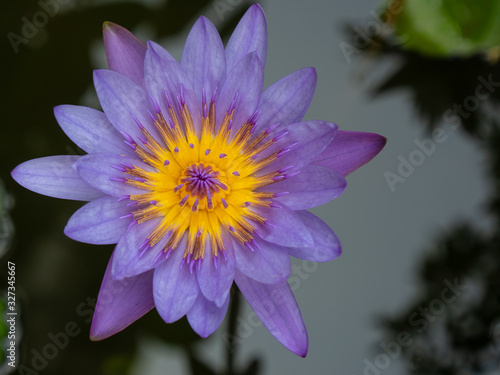 The purple waterlily is blooming in the pond.