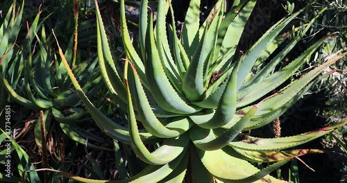 Aloe Africana (Uitenhage Aloe) Arborescent Species Of Aloe Plant, From To The Eastern Cape Province, South Africa. Close Up View - DCi 4K Video