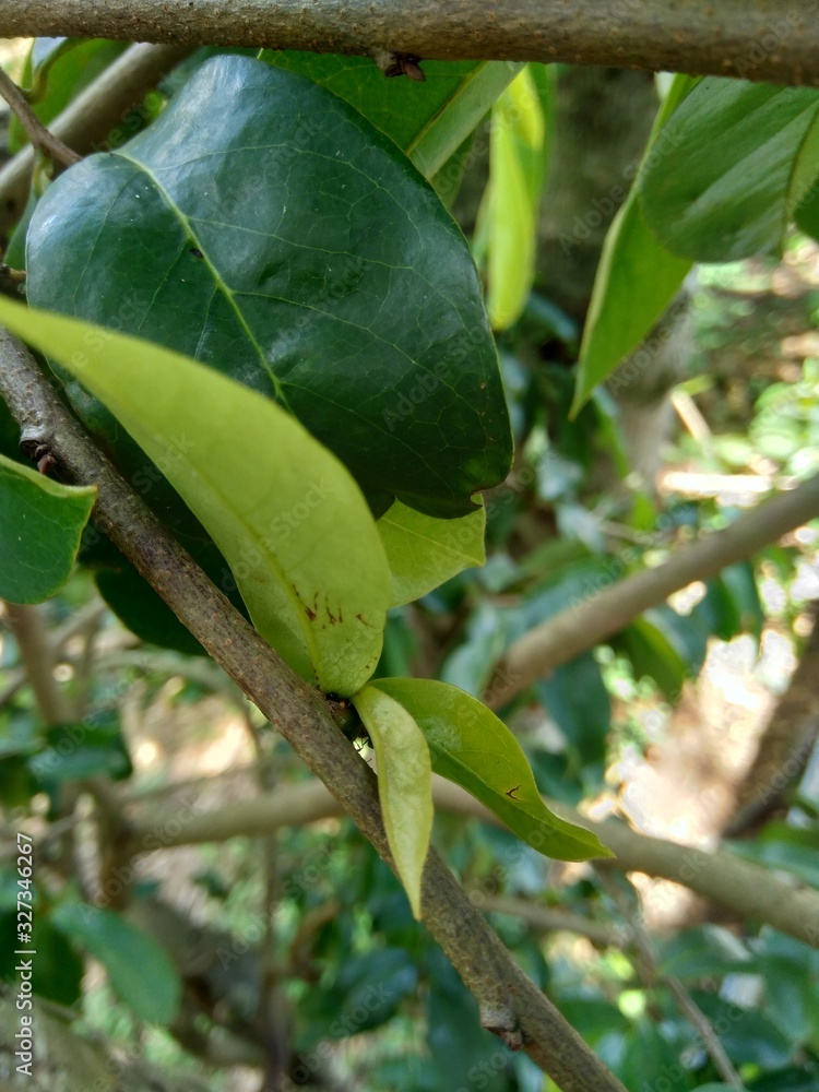 Green soursop laves or Prickly Custard Apple. (Annona muricata L.) Plant for Treatment of carcinoma. Green soursop laves or Prickly Custard Apple. (Annona muricata L.) Plant for Treatment of carcinoma.