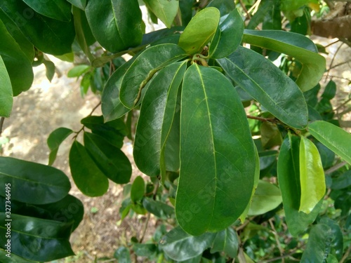 Green soursop laves or Prickly Custard Apple.  Annona muricata L.  Plant for Treatment of carcinoma.