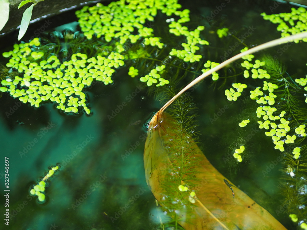 leaf on water aquatic plant,freshwater algae.Algae contain chlorophyll.unterwater,caquatic plant,hydrophyte leaf on water aquatic plant,freshwater algae.Algae contain chlorophyll.unterwater,caquatic plant,hydrophyte