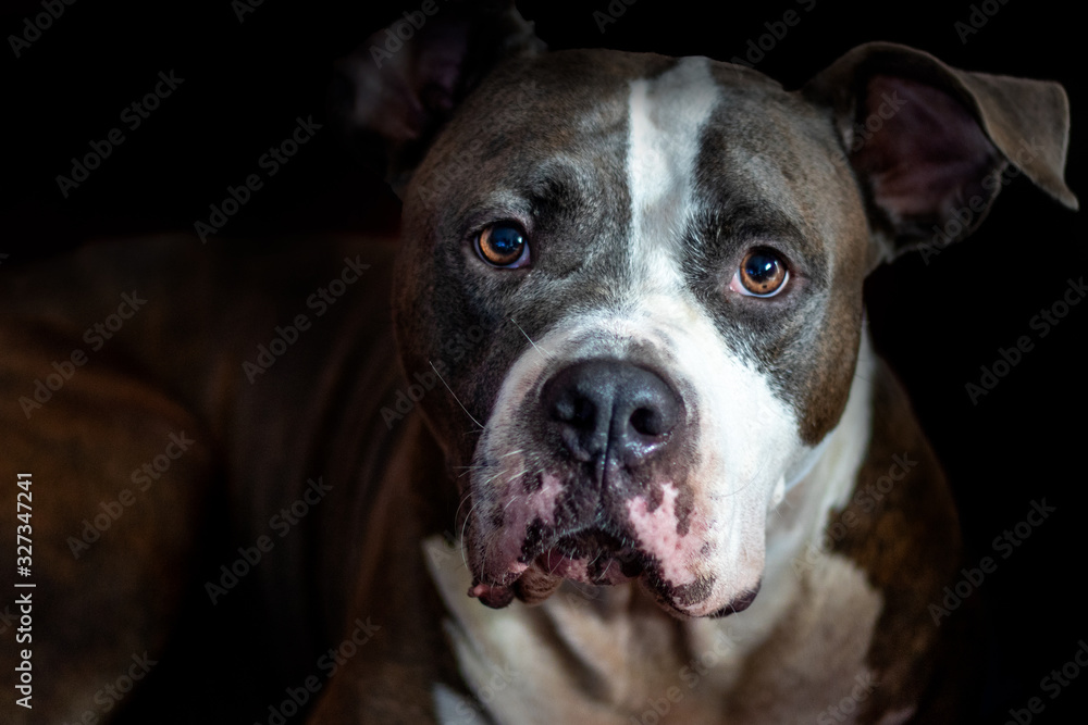  Portrait of an American Staffordshire terrier dog with black background