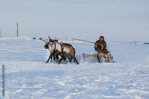 The extreme north, Yamal Peninsula, Deer harness with reindeer, pasture of Nenets, Herd of reindeer in winter weather, open area, tundra,The extreme north, Races on reindeer