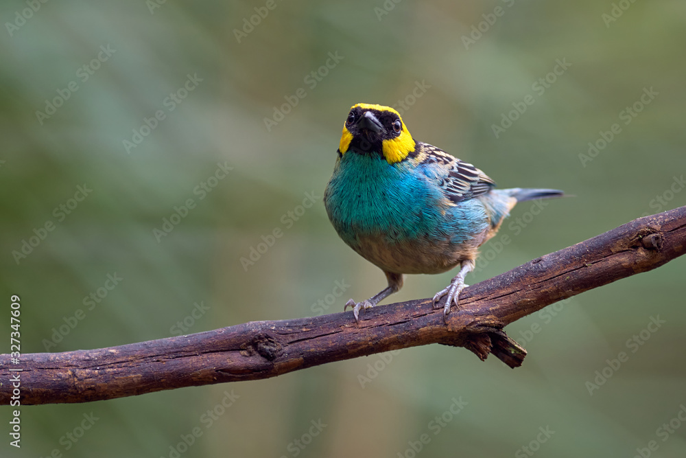 Obraz premium Colorful bird standing on a tree branch