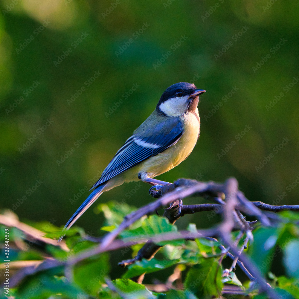 Obraz premium Great Tilt in the wild on green tree