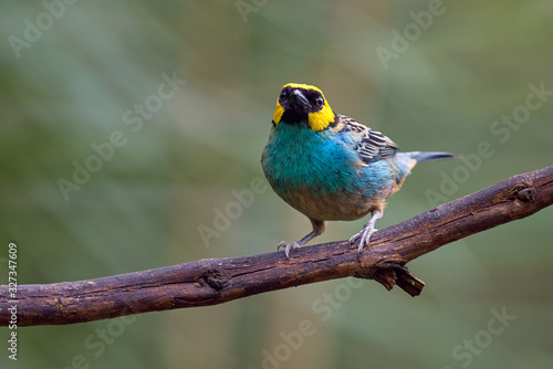 Colorful bird standing on a tree branch