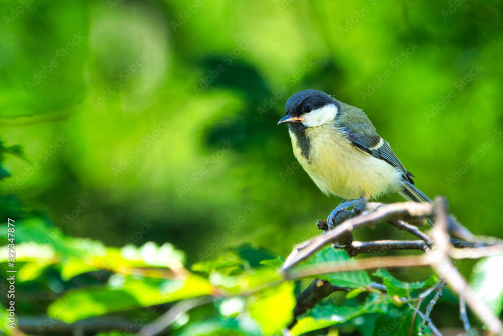 Fototapeta premium Great Tilt in the wild on green tree