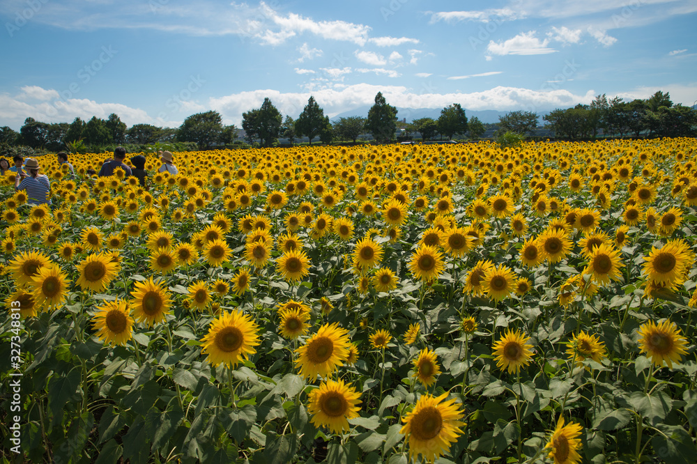 Obraz premium ひまわり畑