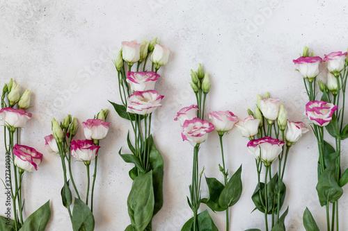 White-pink eustoma flowers on a white background. flower of spring or summer background. top view, place for text
