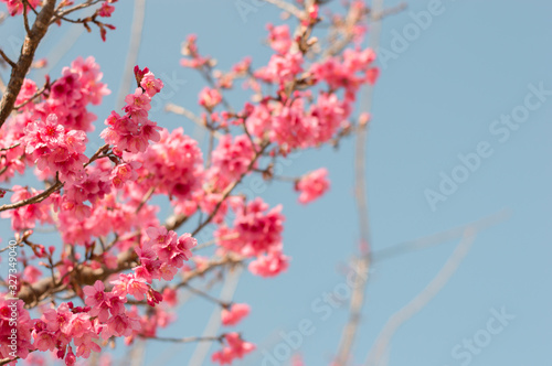 Beautiful pink sakura flower