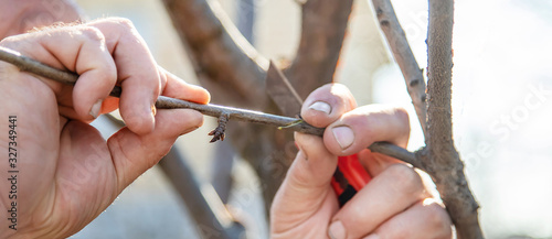 grafting trees in spring. Gardening and vegetable garden. Selective focus.