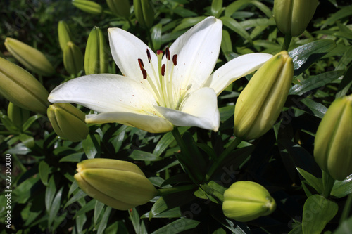 Growing white lilies in garden