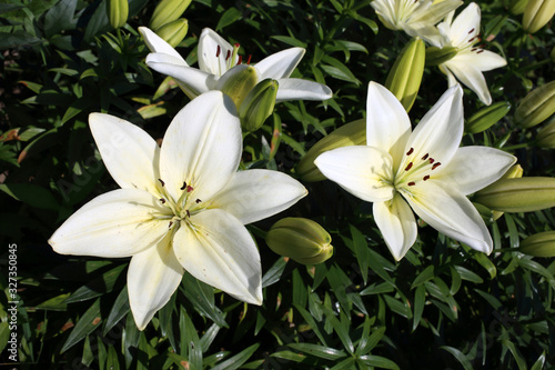 Growing white lilies in garden