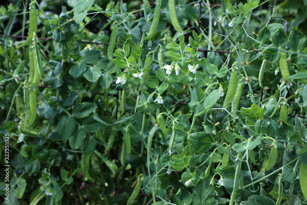 Growing pea. Young flowers and pods Growing pea. Young flowers and pods