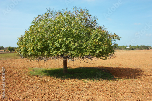 lonely fig fruit trees grown in the arid dry summer soil of the Balearic Islands in Formentera