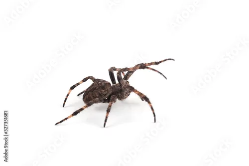 Obraz Orb-weaver spider isolated on white (Araneus ventricosus)