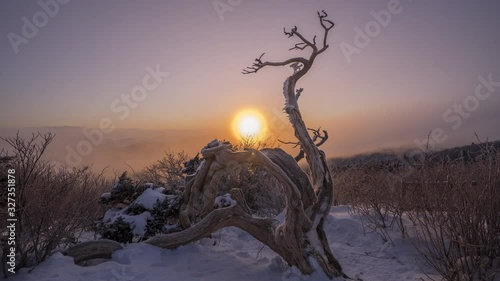 Time lapse Dead Tree and sunrise in winter at Taebaeksan, Gangwondo South Korea. photo