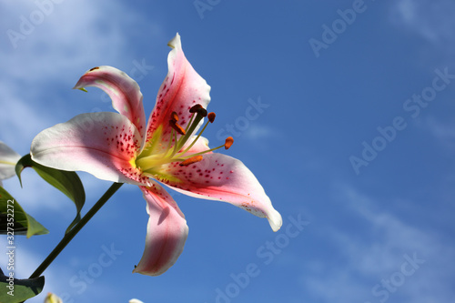 Pink lily yellow middle and blue sky