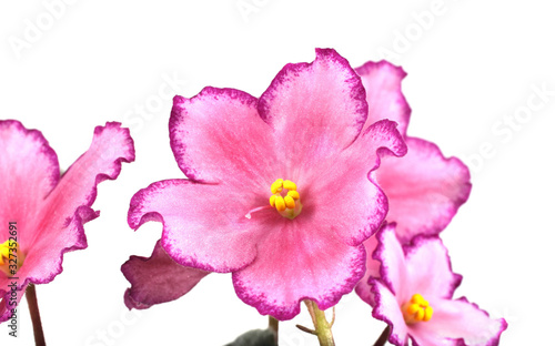 Growing pink violet flowers isolated on white
