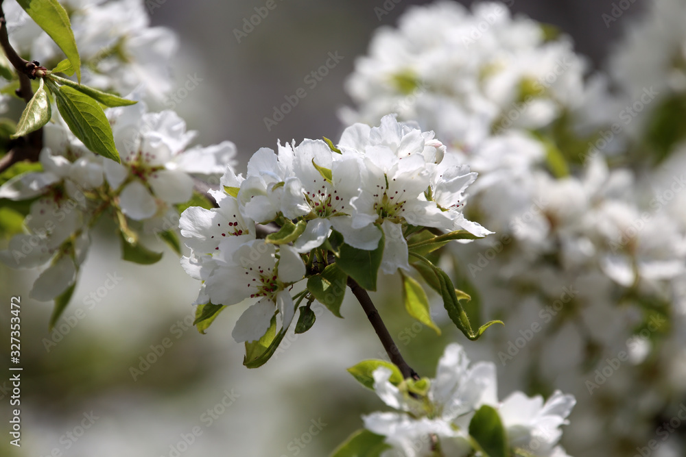 Pear blossom. Beautiful white flowers Pear blossom. Beautiful white flowers