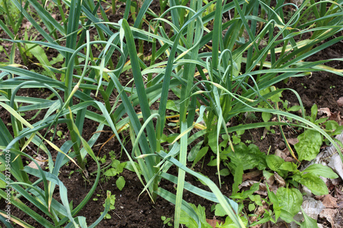 Growing garlic on field. agricultural background