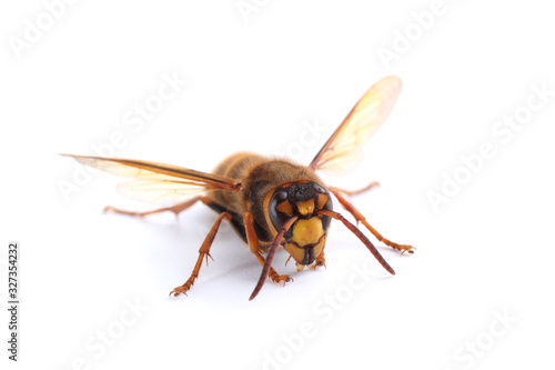 Hornet isolated on white (Vespa simillima) photo
