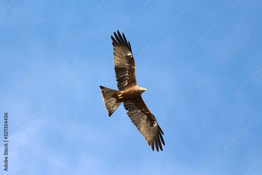 A yellow-billed Kite in Tanzania, flying A yellow-billed Kite in Tanzania, flying