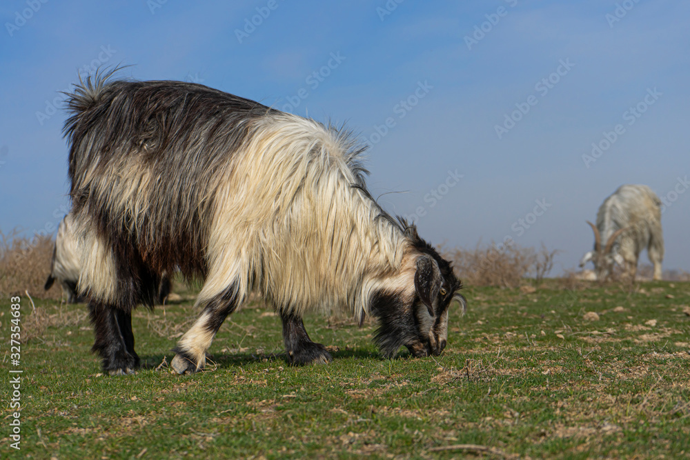 Fototapeta premium real wild goats graze in the Asian steppe. fearful animal. wool texture. first day of spring. first grass. the awakening of nature