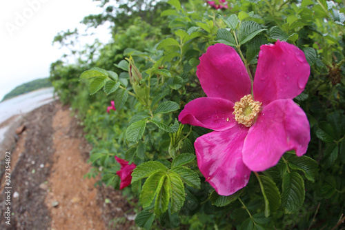 Growing rugosa rose (Japanese rose, beach rose)
