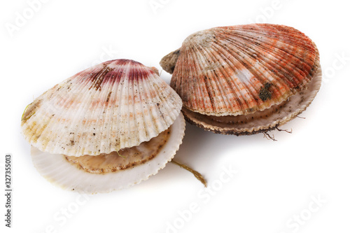Scallops isolated on white background